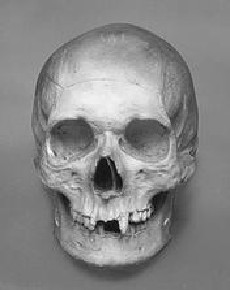 König Sven II Astridsen Schädel blieb im Dom von Roskilde erhalten. Danach fertigte der moderne Bildhauer Björn Skaarup die tieferstehende Büste an.